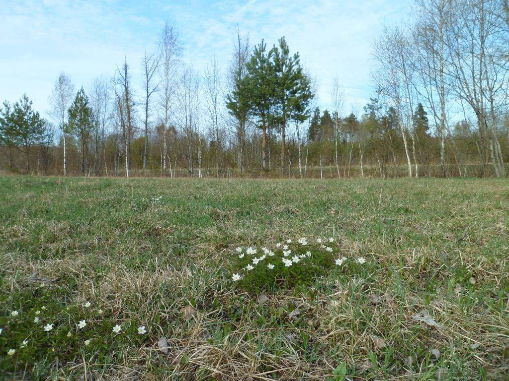 Kiraste Viruna Farm מראה חיצוני תמונה